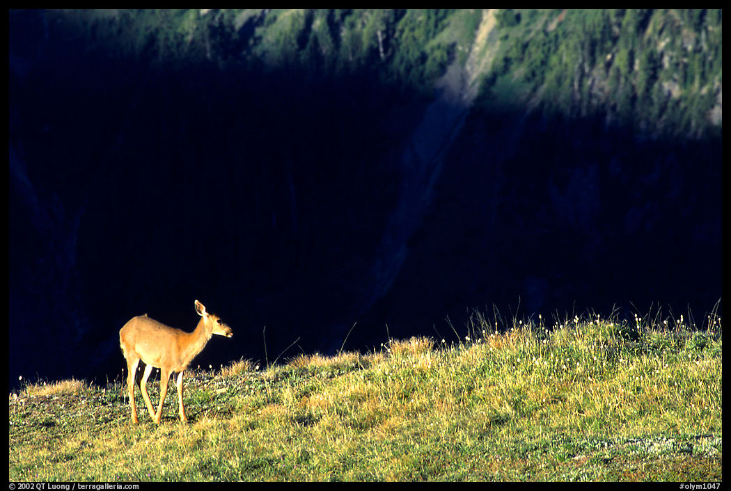 Deer on ridge above valley shadows, Hurricane ridge. Olympic National Park, Washington, USA.