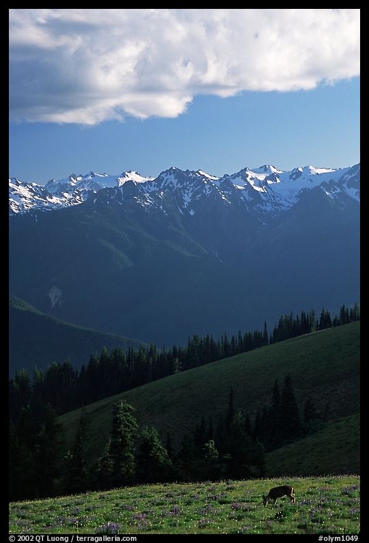 Deer and Olympus Range, Hurricane ridge, afternoon. Olympic National Park, Washington, USA.