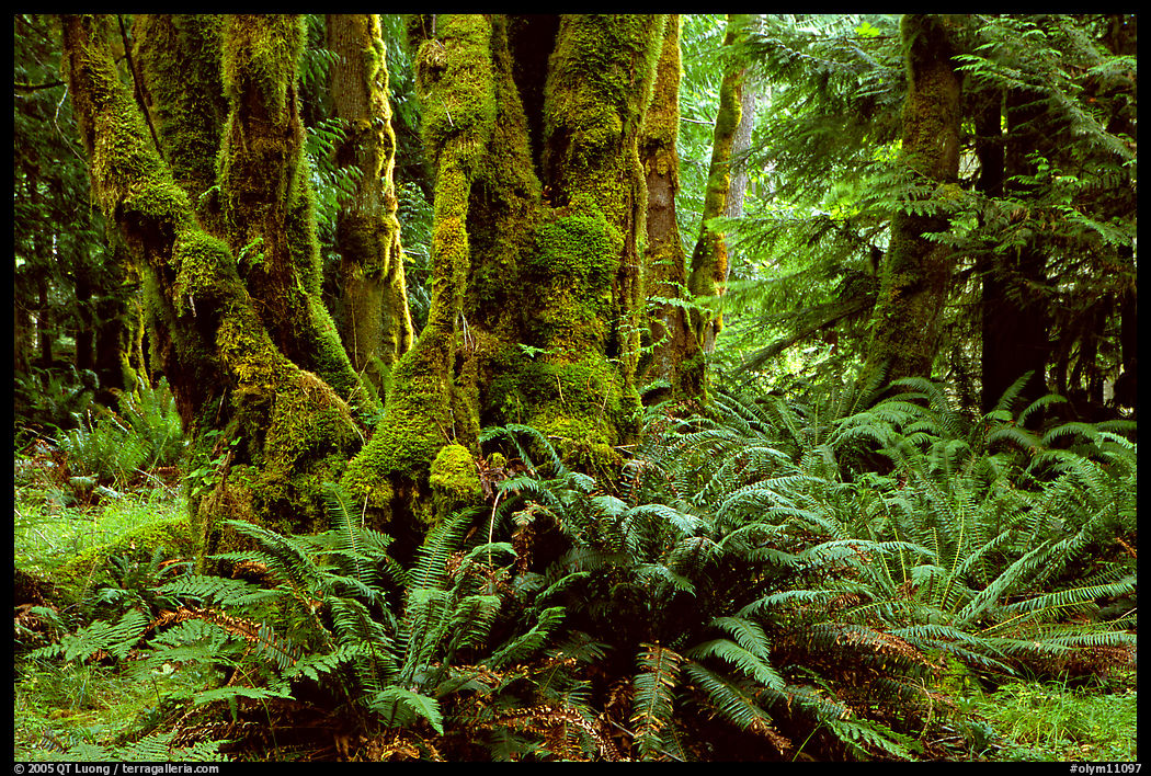 Ferns and moss-covered trunks near Crescent Lake. Olympic National Park, Washington, USA.