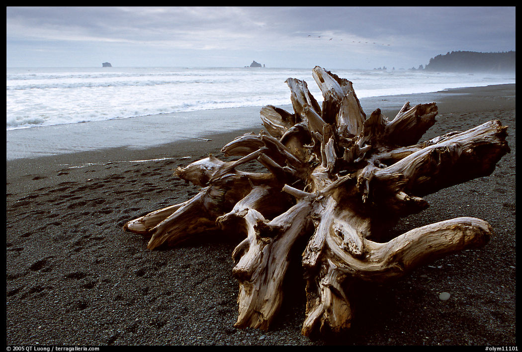 Large roots of driftwood tree, Rialto Beach. Olympic National Park, Washington, USA.