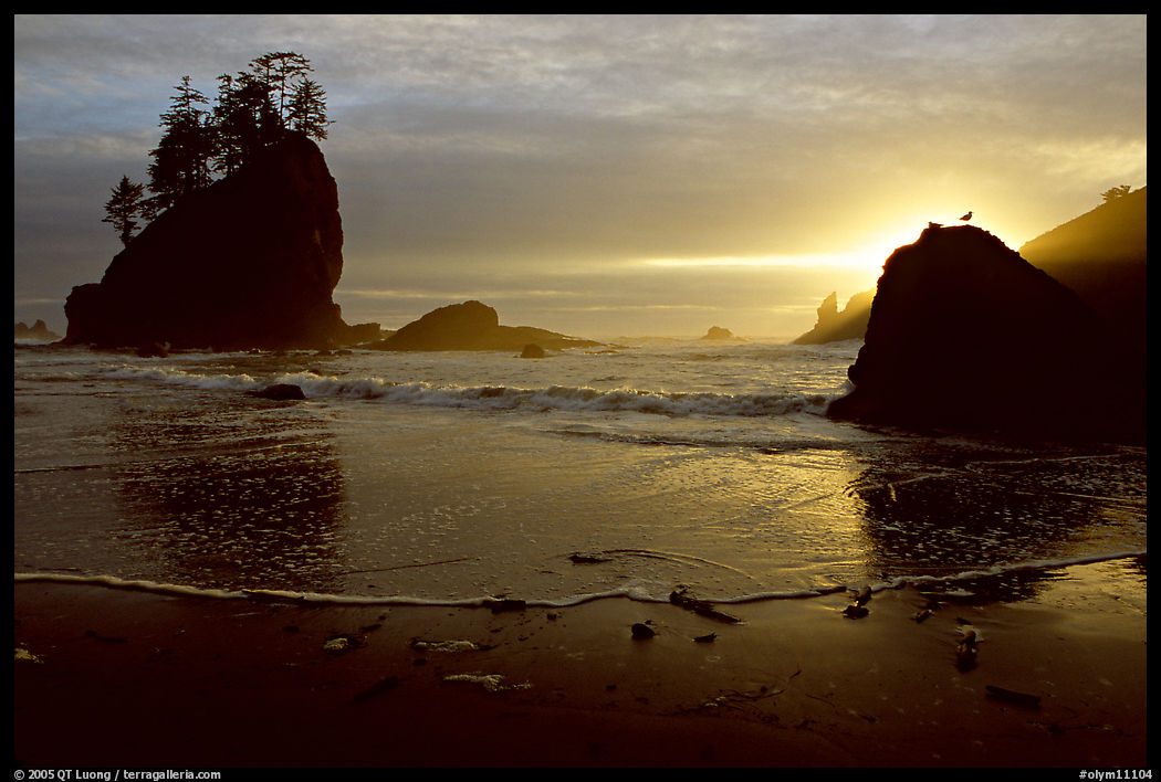 Beach, seastacks and rock with bird, Second Beach, sunset. Olympic National Park, Washington, USA.