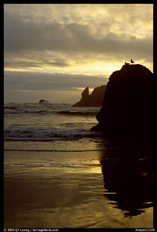 Rock with bird, Second Beach, sunset. Olympic National Park, Washington, USA.