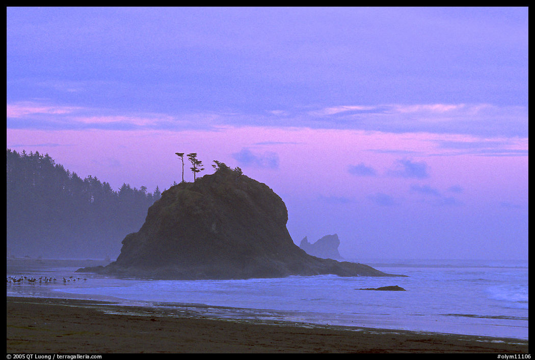 Seastack, Second Beach, dusk. Olympic National Park, Washington, USA.