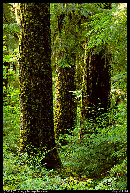 Trunks near Sol Duc falls. Olympic National Park, Washington, USA.