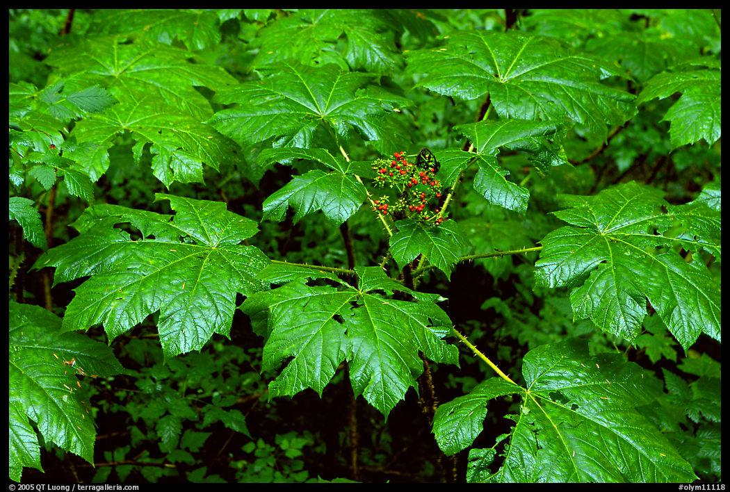 Red berries and leaves. Olympic National Park, Washington, USA.