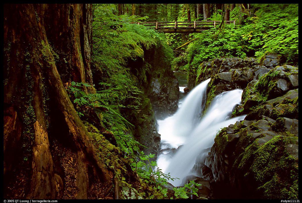 Sol Duc falls and wood footbridge. Olympic National Park, Washington, USA.