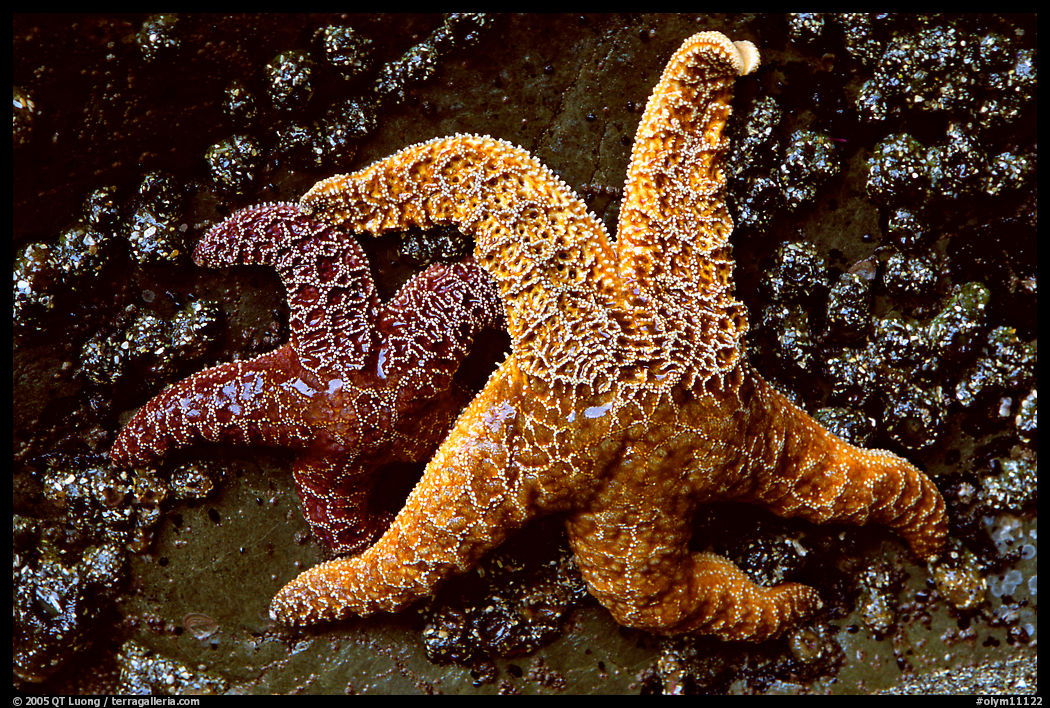 Orange and red sea stars. Olympic National Park, Washington, USA.