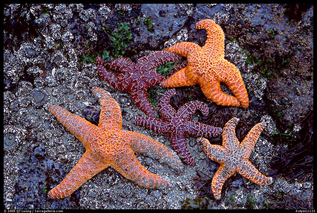 Sea stars on rocks at low tide. Olympic National Park, Washington, USA.