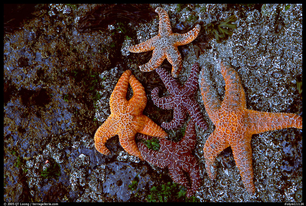 Seastars on rocks at low tide. Olympic National Park, Washington, USA.