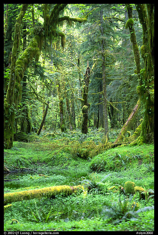 Mosses and trees, Quinault rain forest. Olympic National Park, Washington, USA.