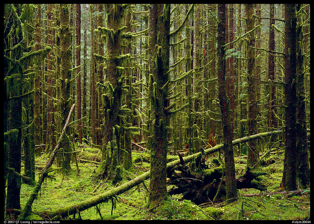 Moss on trunks in Quinault rain forest. Olympic National Park