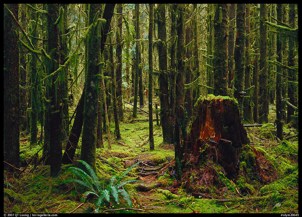 Moss-covered trees in Quinault rainforest. Olympic National Park, Washington, USA.
