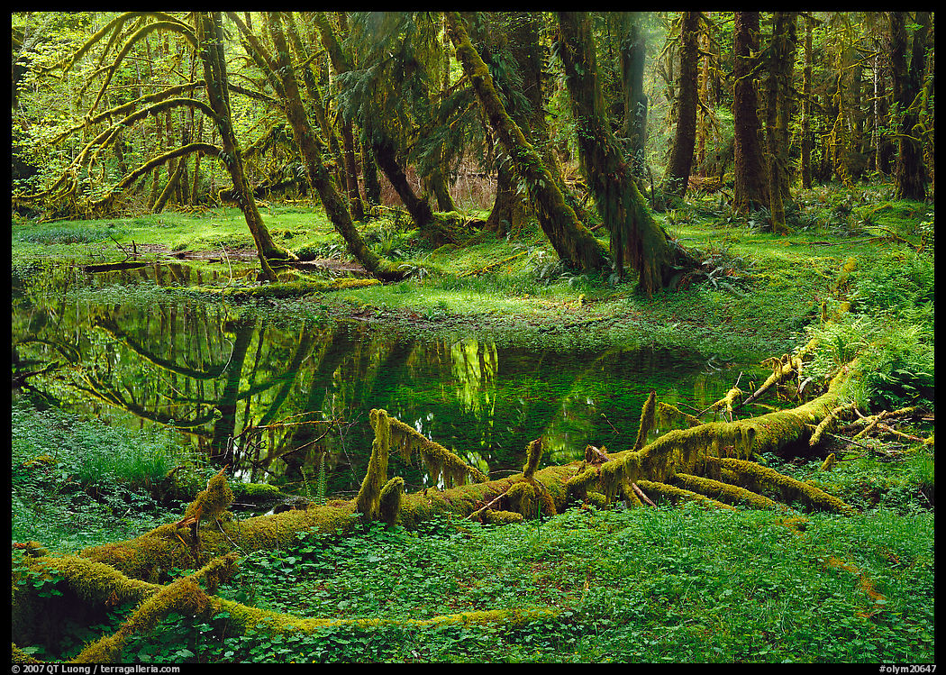 Pond in lush rainforest. Olympic National Park, Washington, USA.