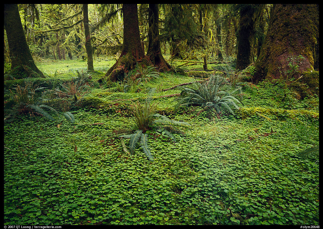 Trilium and ferns in lush rainforest. Olympic National Park, Washington, USA.
