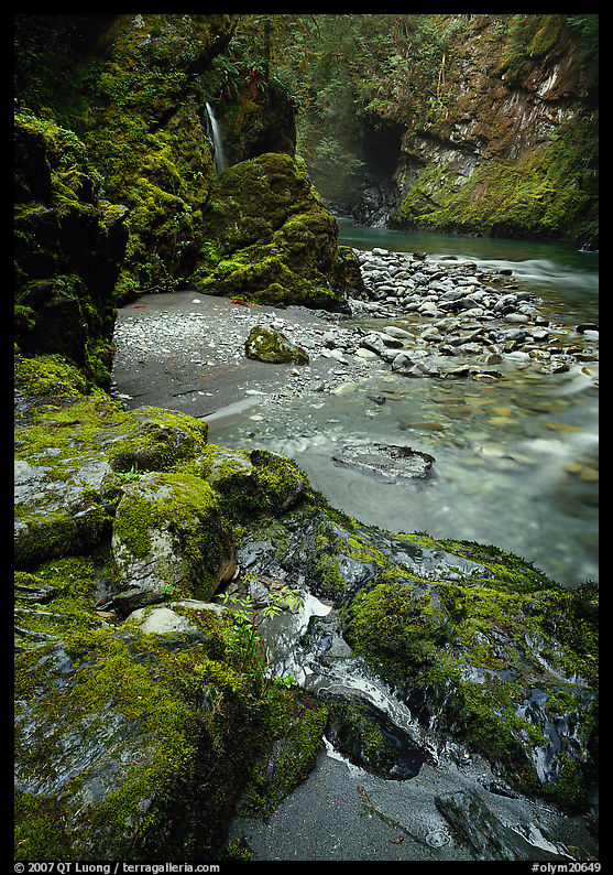 Mossy rocks and stream. Olympic National Park