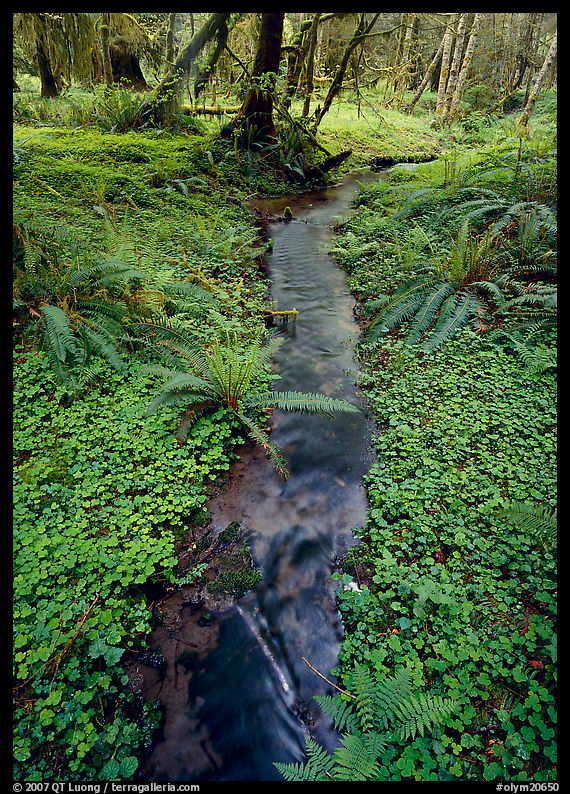 Creek in Quinault rain forest. Olympic National Park, Washington, USA.