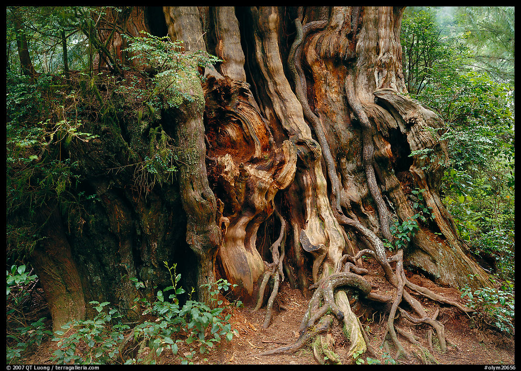 Huge cedar tree. Olympic National Park, Washington, USA.