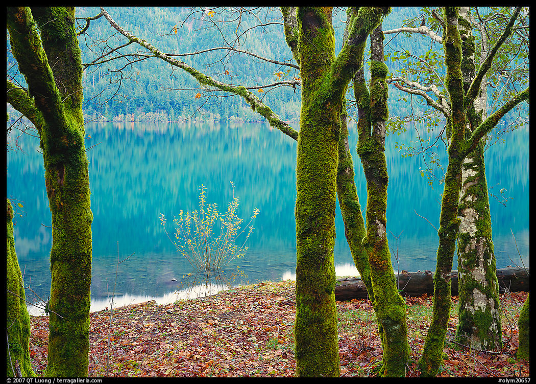 Mossy trees in late autumn and turquoise reflections, Crescent Lake. Olympic National Park