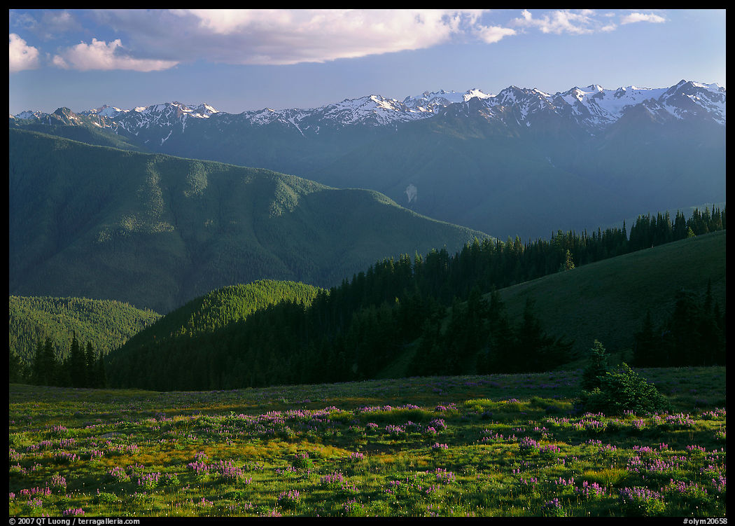 Meadow with wildflowers, ridges, and Olympic Mountains. Olympic National Park, Washington, USA.