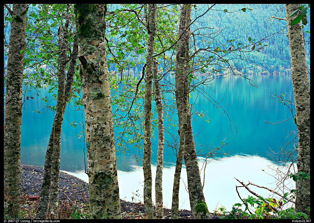Trees with textured trunks and green leaves on shore of Crescent Lake. Olympic National Park