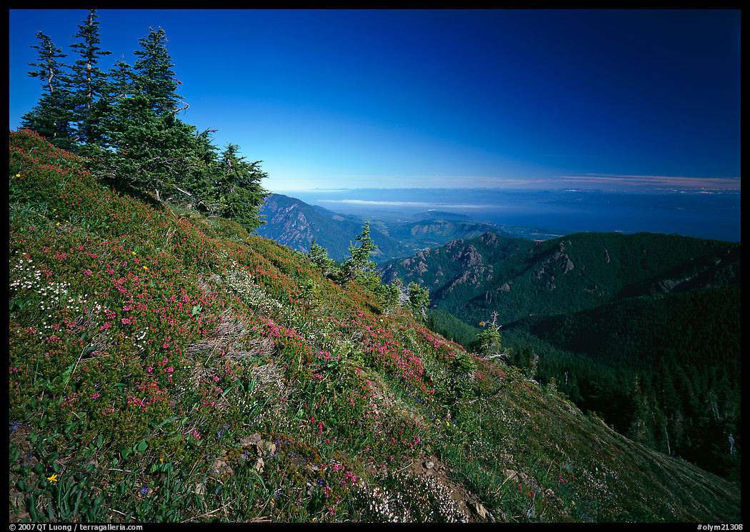 Looking towards  Strait of San Juan de Fuca from Hurricane hill. Olympic National Park, Washington, USA.