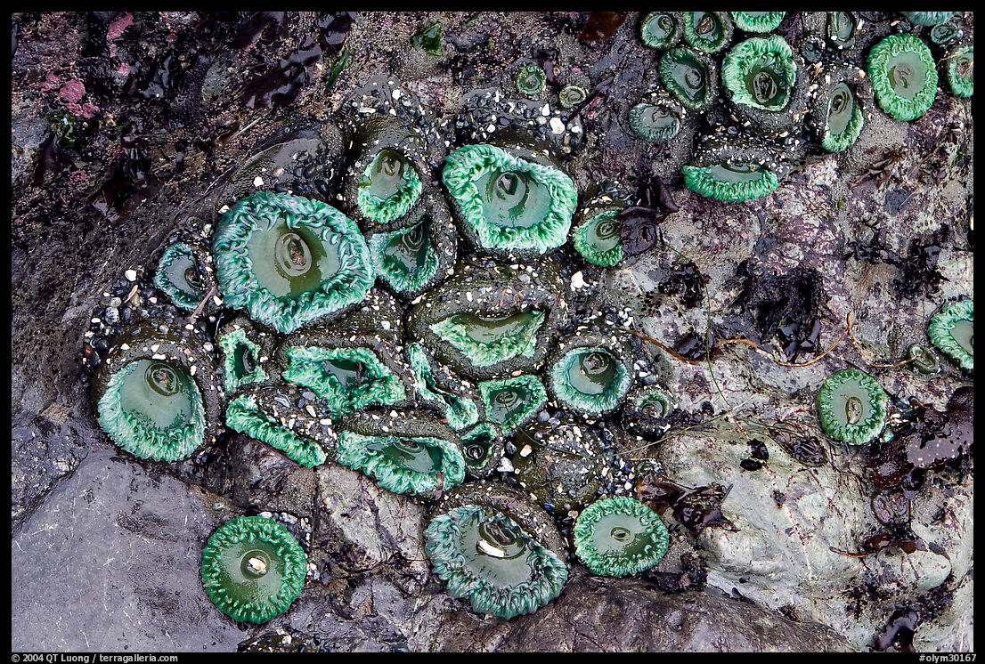 Green anemones on rock at low tide. Olympic National Park, Washington, USA.