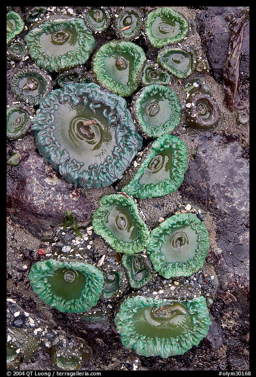 Green anemones. Olympic National Park, Washington, USA.