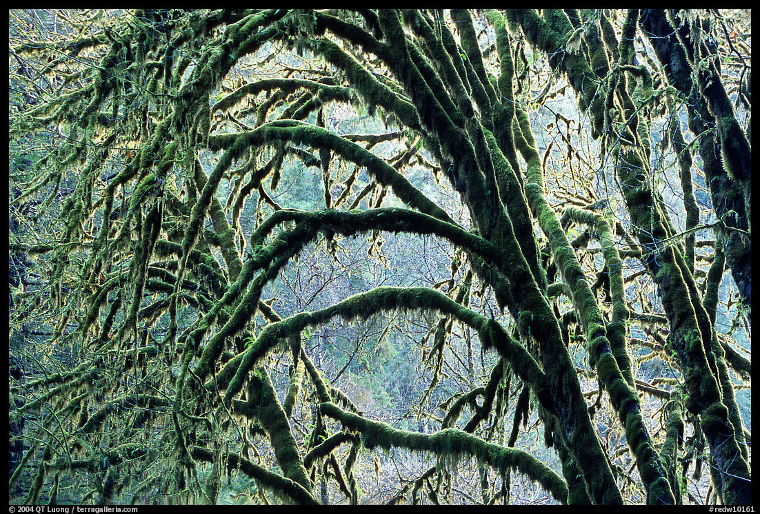 Moss-covered arching tree. Redwood National Park, California, USA.