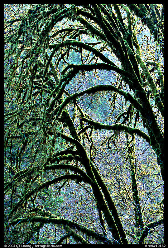 Moss-covered arching tree. Redwood National Park, California, USA.