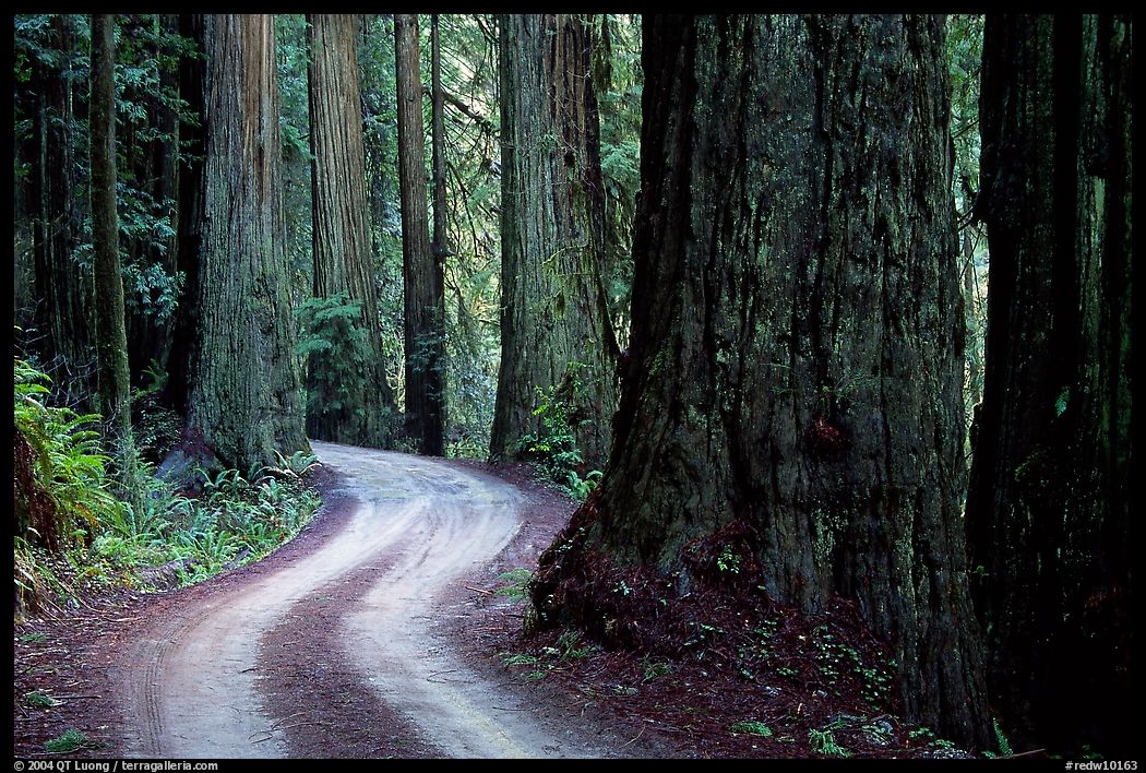 Twisting Howland Hill Road, Jedediah Smith Redwoods. Redwood National Park, California, USA.