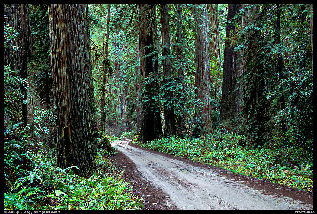 Gravel road, Howland Hill, Jedediah Smith Redwoods. Redwood National Park, California, USA.