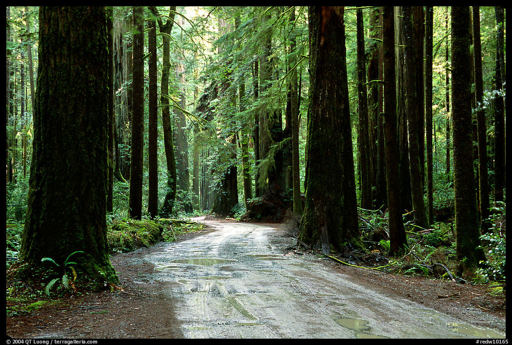 Back rood amongst redwood trees, Howland Hill, Jedediah Smith Redwoods. Redwood National Park, California, USA.