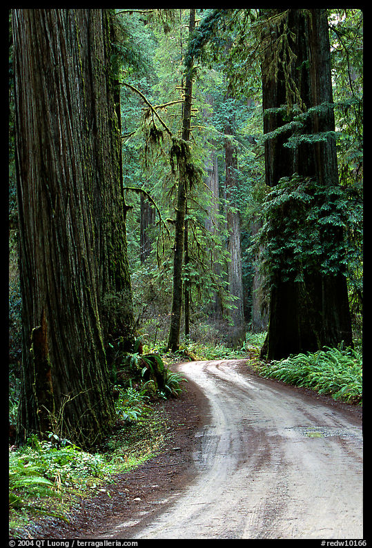 Winding Howland Hill Road, Jedediah Smith Redwoods. Redwood National Park, California, USA.