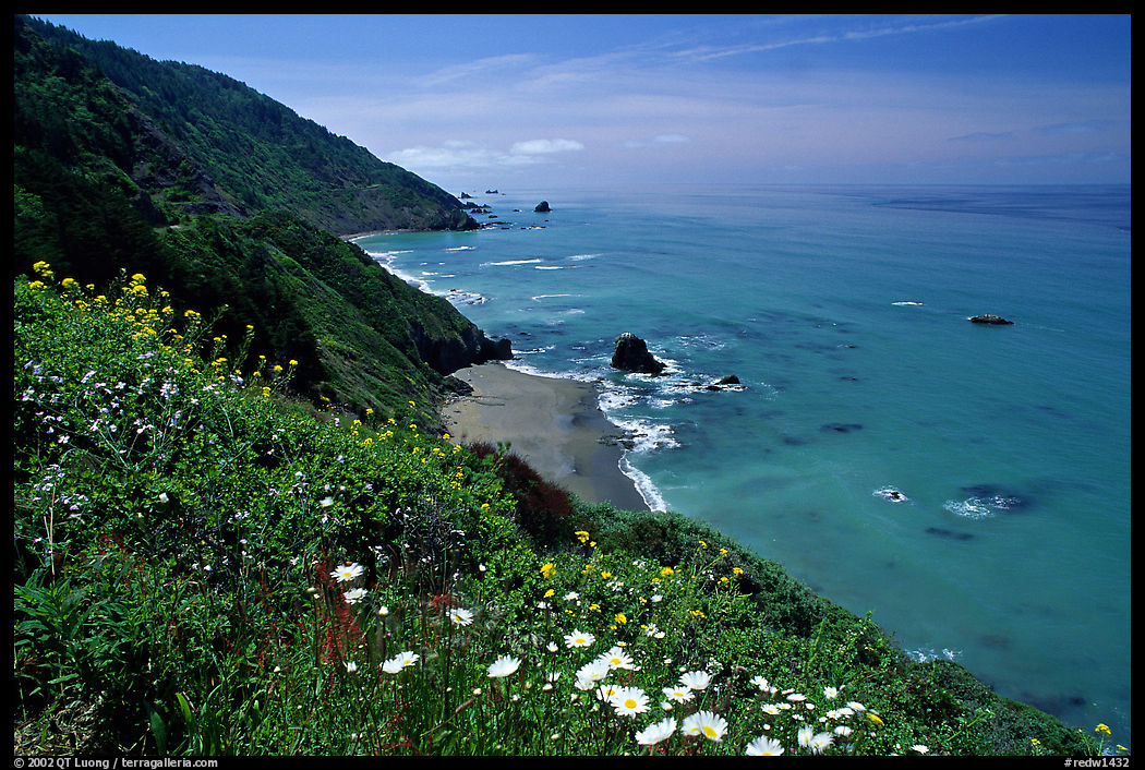 Wildflowers and Enderts Beach. Redwood National Park, California, USA.