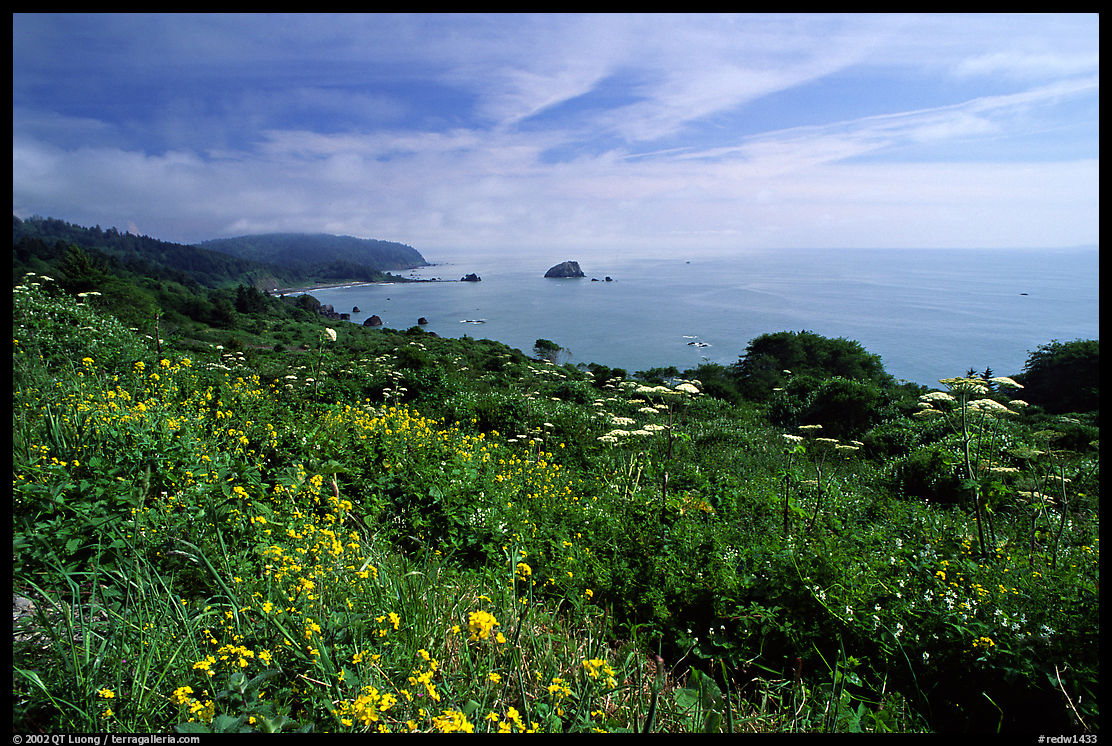 Wildflowers and Ocean near Klamath overlook. Redwood National Park, California, USA.