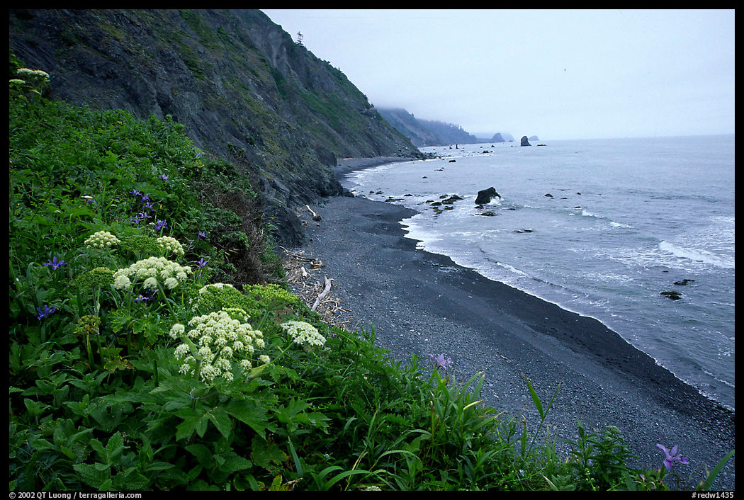 Coastline with black sand beach and wildflowers. Redwood National Park, California, USA.