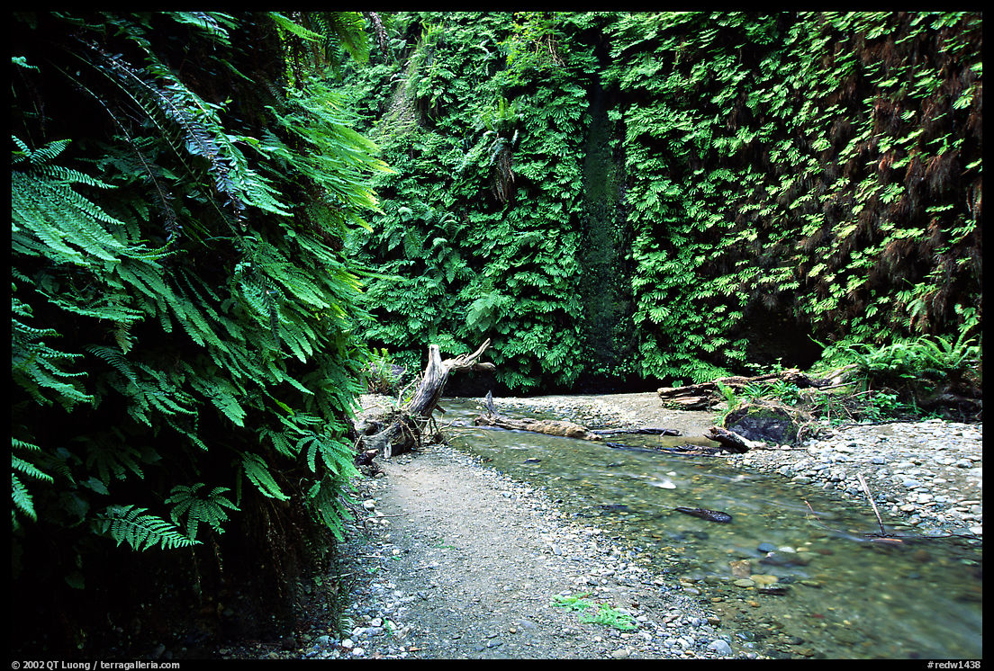 Fern Canyon with Fern-covered walls. Redwood National Park, California, USA.