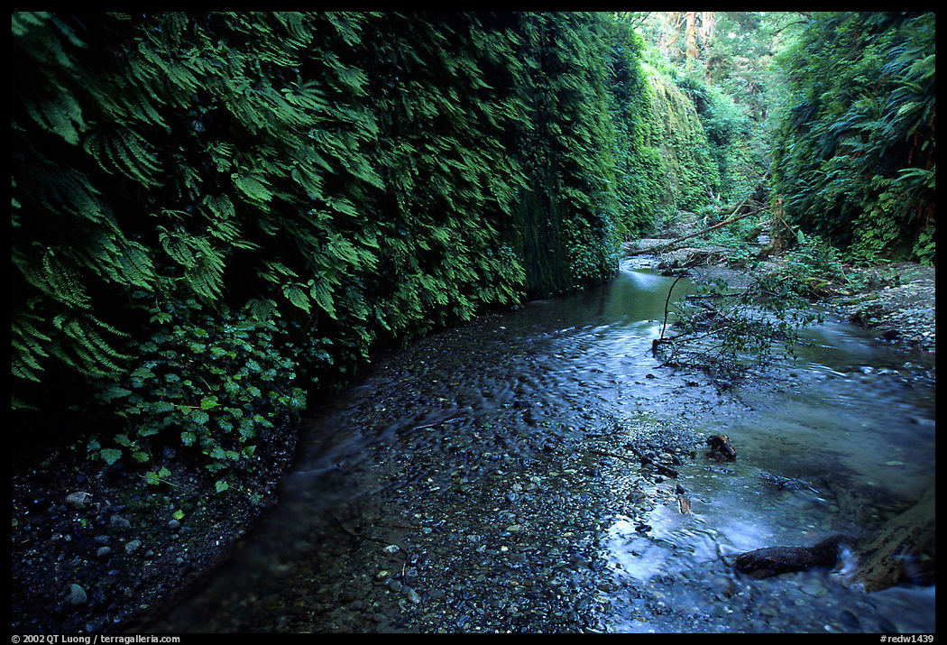 Fern-covered walls, Fern Canyon. Redwood National Park