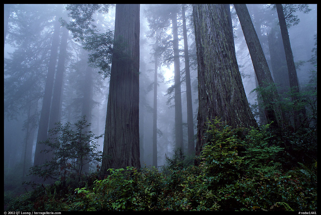 Looking up tall coast redwoods (Sequoia sempervirens) in fog. Redwood National Park, California, USA.