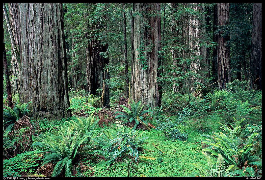 Ferns, redwoods, Del Norte. Redwood National Park, California, USA.