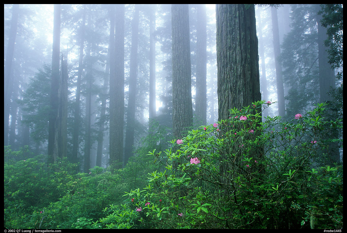 Rododendrons, tall coast redwoods, and fog, Del Norte. Redwood National Park, California, USA.