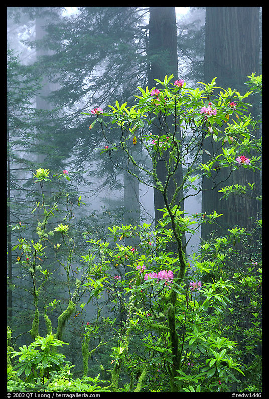 Rododendrons, coast redwoods, and fog, Del Norte. Redwood National Park, California, USA.
