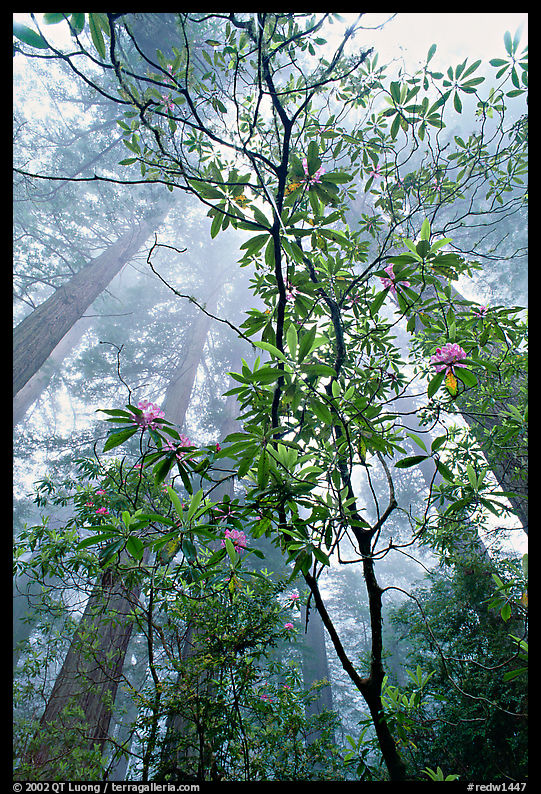 Looking upwards redwood forest in fog through rododendrons, Del Norte. Redwood National Park, California, USA.
