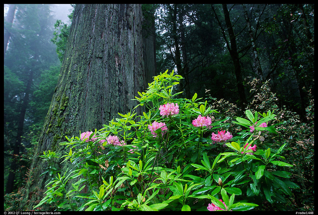 Rododendrons in bloom and thick redwood tree, Del Norte. Redwood National Park, California, USA.