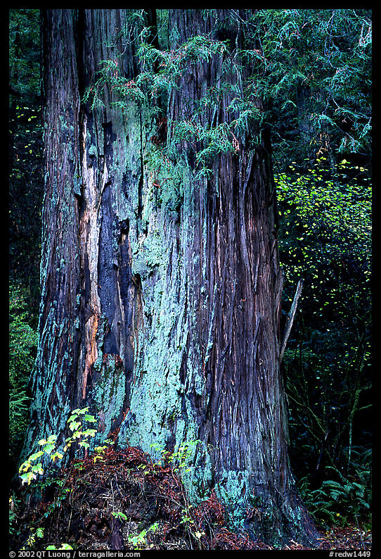 Redwood trunk (scientific name: sequoia sempervirens). Redwood National Park, California, USA.