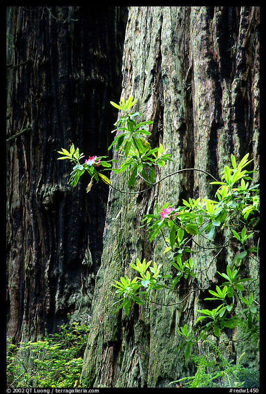 Redwood trunk and rododendron. Redwood National Park, California, USA.
