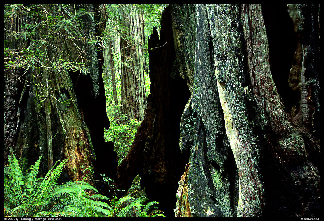 Hollowed redwoods and ferns, Del Norte. Redwood National Park