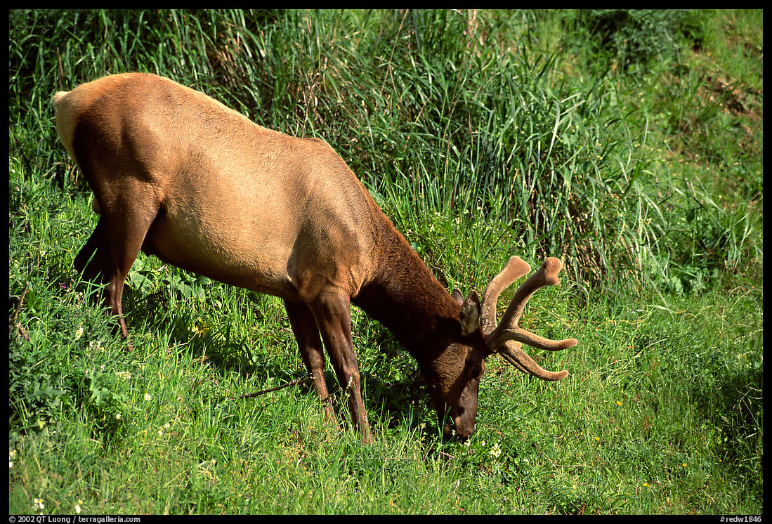 Roosevelt Elk, Prairie Creek. Redwood National Park, California, USA.