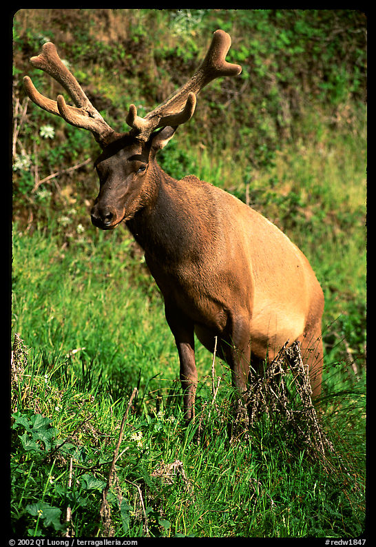 Roosevelt Elk, Prairie Creek. Redwood National Park, California, USA.