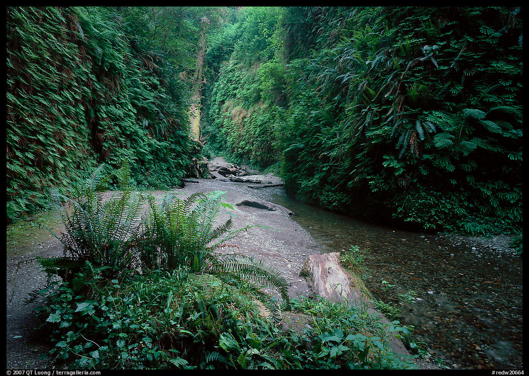 Stream and walls covered with ferns, Fern Canyon. Redwood National Park, California, USA.